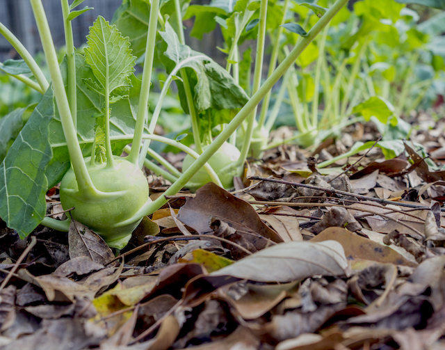 Much Ado About Mulch
